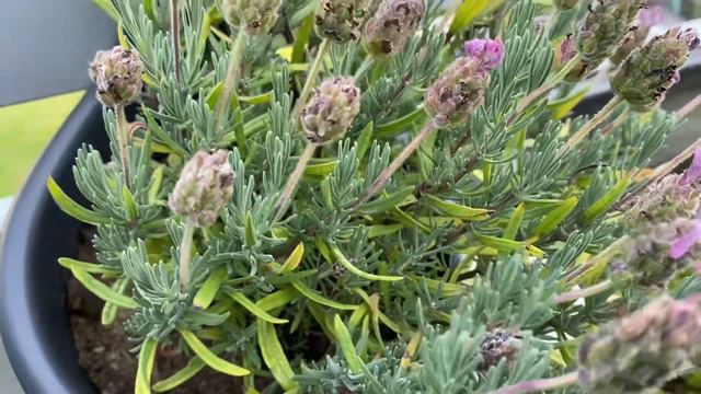 JE SUIS DEVENUE PLANT ADDICT смотреть онлайн