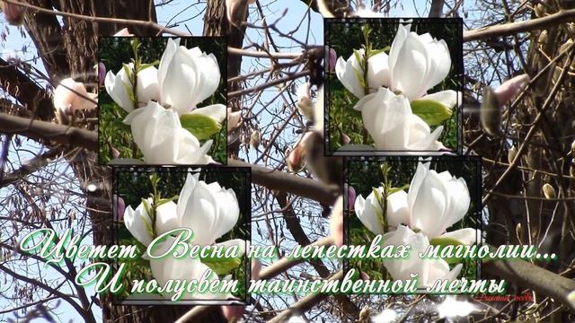 Цветет Весна на лепестках магнолии...Стихотворение поэтессы Светланы Магницкой смотреть онлайн