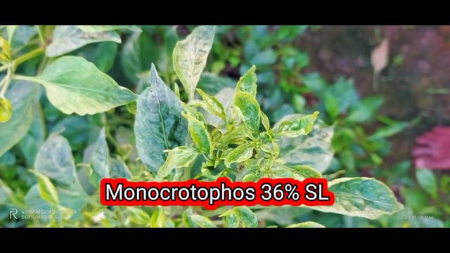 @Rogor+Reagent+Nucron#మిరపలో black thrips,Aphids,jassids,fruit borer,green bug etc...in Telugu смотреть онлайн