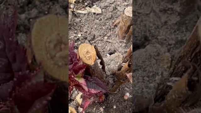 Не спешите выбрасывать почерневшую розу после зимы. Дайте ей шанс смотреть онлайн