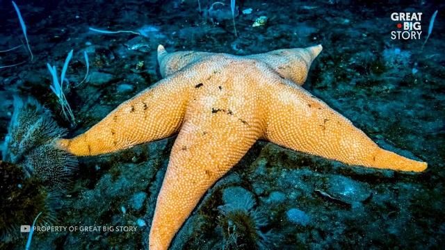 Нечто Необъяснимое Происходит Прямо Сейчас в Антарктиде! смотреть онлайн