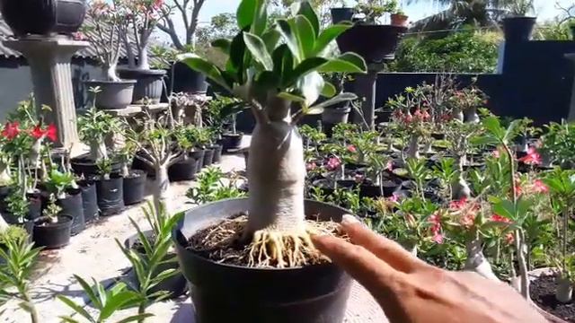 SEMI Long Caudex Rosa do deserto || Adenium. #adenium #succulent #rosadodeserto смотреть онлайн