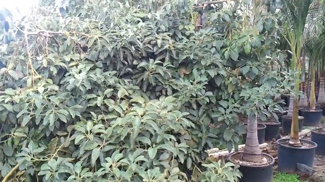 Авокадо Aguacate смотреть онлайн
