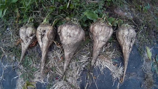 Свёкла сахарная (растения полезные и ядовитые для кроликов). смотреть онлайн