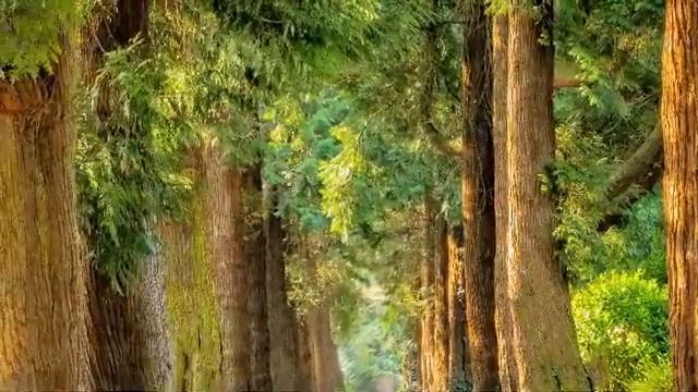 Camp In The Woods Song From Movavi Video Editor Music смотреть онлайн