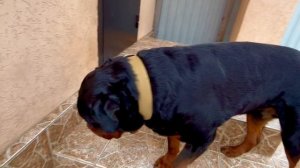 Животные встречают своих хозяев