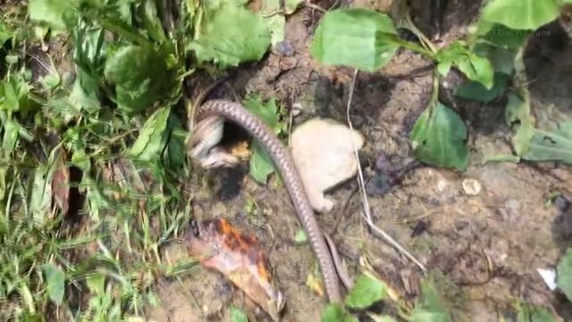 Змея ест ящерицу смотреть онлайн