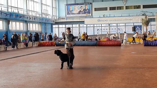 Выставка собак... Обзор....Кубок Минска 2023 смотреть онлайн