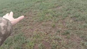 Гербицыд Агритокс. Последействие на люцерне.