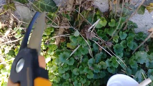 Amazing Idea way to get rid of invasive Vines in hours. смотреть онлайн