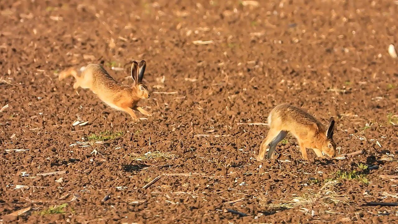 Два молодых и жизнерадостных зайчика / Two young and cheerful hares. смотреть онлайн
