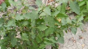 Съедобные растения. Паслён чёрный / Solánum nígrum