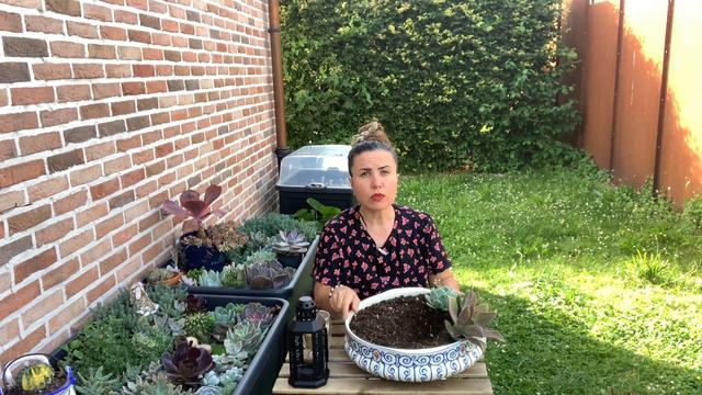 Sıradışı Sukulent Arajmanı Sevenler Ve Anılar Anılar … #vlog #sukulent #succulent #echeveria #fred