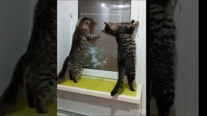 никто тебя не любит так как я.mp4