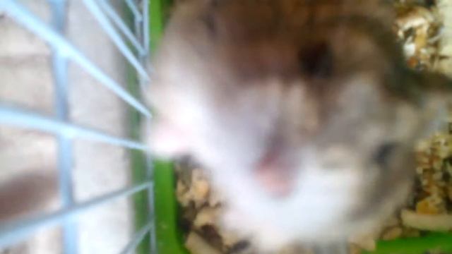 Мой хомяк 🐹Снежинка!💖💖💖