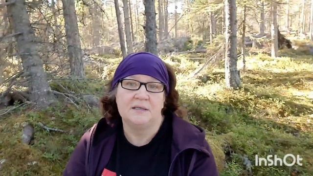 Швеция! Гриб Мацутакэ/Matsutake редкий и дорогой! Сбор, приготовление! Три рецепта! смотреть онлайн