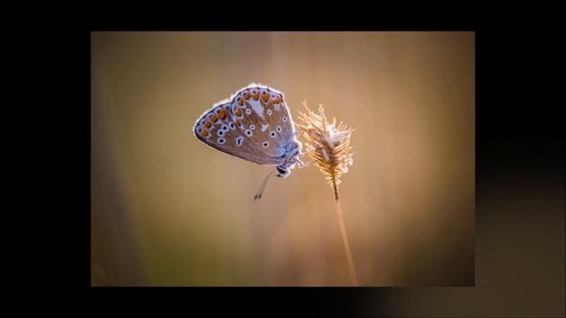 Reiki Timer With Relaxing Music And 5 Minute Bell Timer ~ 12 Positions