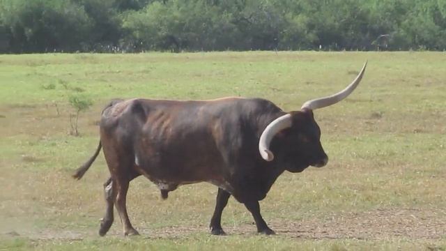 Longhorn Bulls & Cows смотреть онлайн