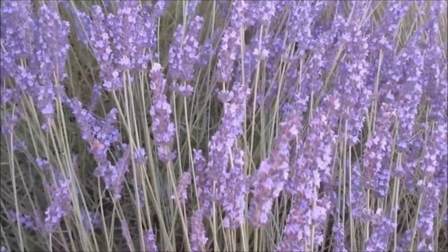 Frédéric Chopin Mazurka in A minor, Op. 68 no. 2 смотреть онлайн