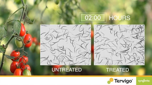 Control root knot nematodes with TERVIGO® смотреть онлайн