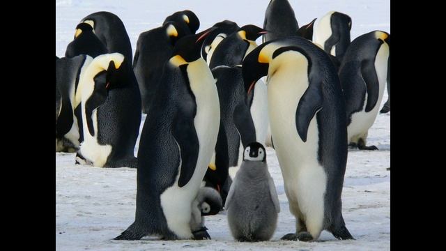 Wild animals in Russian language || Названия животных #учимживотных #russianlanguage #learnrussian смотреть онлайн