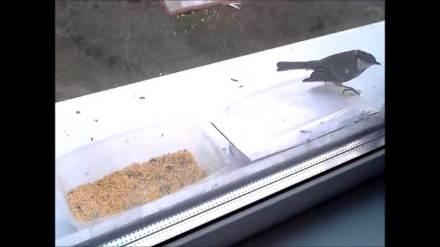 Синица проникает под крышку кормушки смотреть онлайн