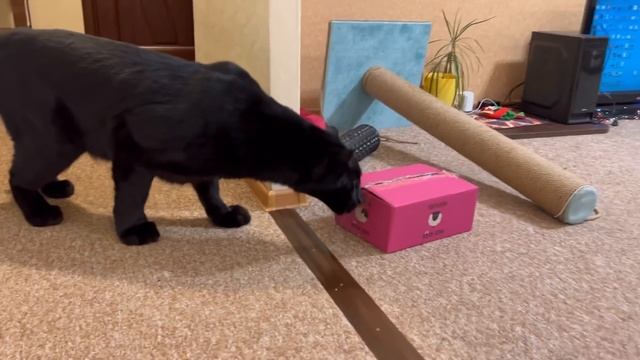 How The Panther Luna And Rottweiler Venza React To The Cat???/ Luna Loves Smoked Ribs?