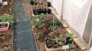 Посадка дыни в теплицу и открытый грунт.mp4