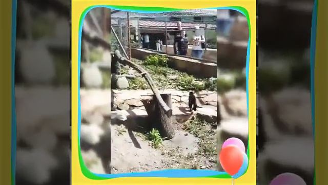 Ленинградский зоопарк. Обезьянки. смотреть онлайн