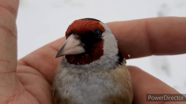 ЛОВЛЯ ЩЕГЛОВ, ПОПАЛИ ОГНЕВИК И БЕЛОКЛЮВАЯ СНЕГУРКА? 29.02.2020. смотреть онлайн