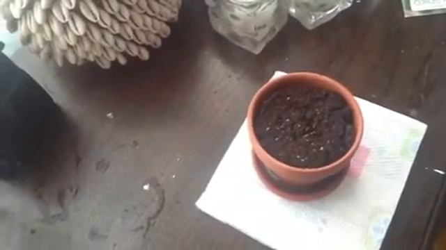 7 year old herbologist in the making смотреть онлайн