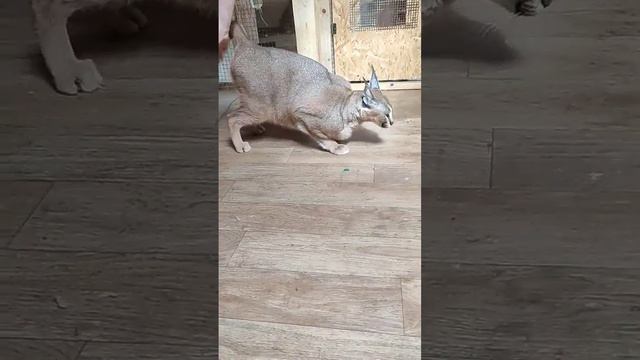 Каракал Шаня любит когда ее шлепают по попе.Caracal loves tenderness. смотреть онлайн