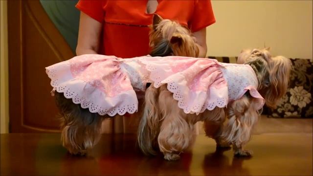 Пошив удобной и качественной одежды для собачек! Мои модели йорки Юнона и Бонита. Выпуск № 6 смотреть онлайн