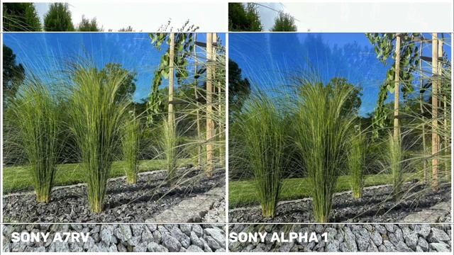 Sony A7RV VS Sony Alpha 1 | Camera Test & Comparison смотреть онлайн