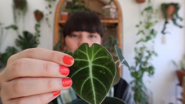 My Alocasia Collection! Alocasia black velvet, & more смотреть онлайн