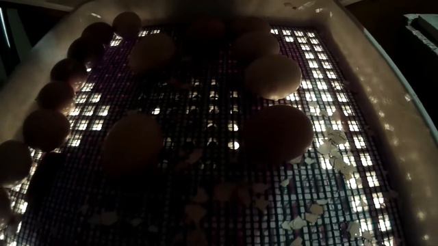 Инкубация мытых яиц! Часть вторая-!УДАЧНАЯ!. ЛПХ. смотреть онлайн