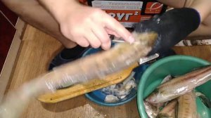 Как быстро почистить судака !    Чистка замороженного судака!