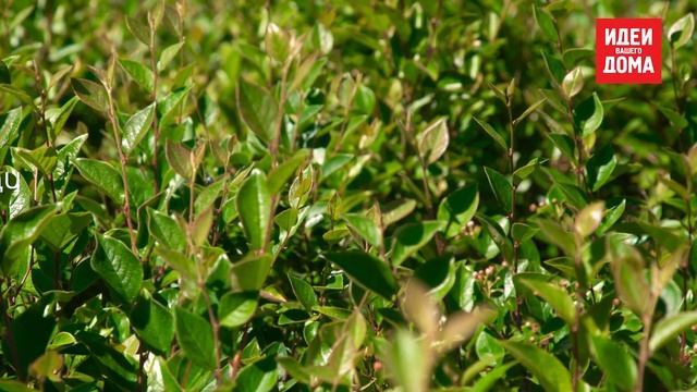 Какие растения выбрать для живой изгороди смотреть онлайн