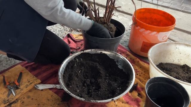 Надворі дощ, а ми пересаджуємо рослини! Пеннісетум Vertigo. смотреть онлайн