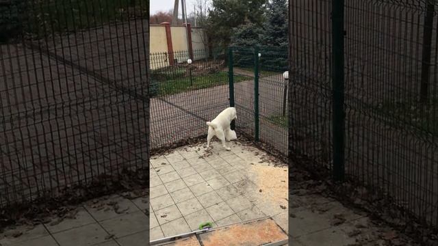 Забавные щенки Среднеазиатской овчарки ( Алабай). Мать выбрала для игр одного из щенков смотреть онлайн