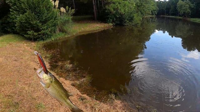 Jerk Bait Fishing!!! Custom Painted Lure!!! (Back At It Again) смотреть онлайн