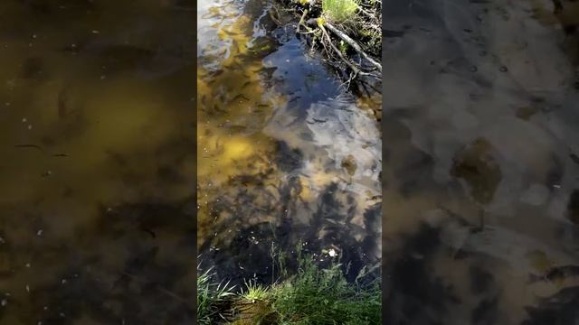 Плотва нерестится смотреть онлайн