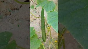 Самый длинный  китайский Огурец Пекинский гурман!