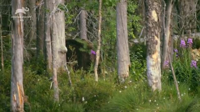 Неизведанная Европа Леса и зелёные массивы смотреть онлайн