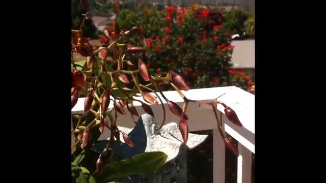 spectacular "pacific sun spots" blossoms | july 2014 смотреть онлайн