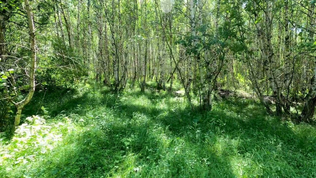 The Noise of the Forest and the Sounds of Birds for a Sound Sleep смотреть онлайн