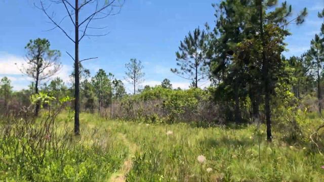 VLOG Pandemic Life: Exploring a Florida Panhandle Marsh, Van Life Prep, Vet Visits, & Life смотреть онлайн