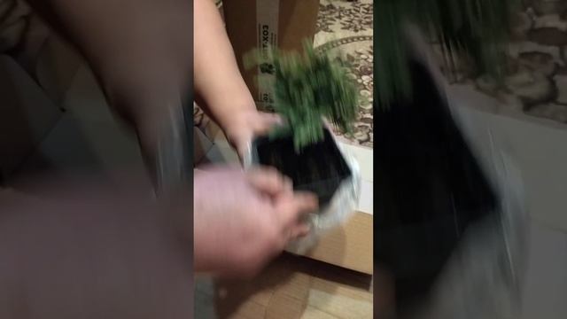 Посылка с хвойниками, можевнльники, из ОПТ-хоза. смотреть онлайн