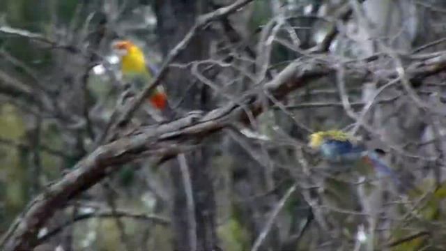 Pale-headed Rosella And Eastern Rosella -  Hybridising Pair