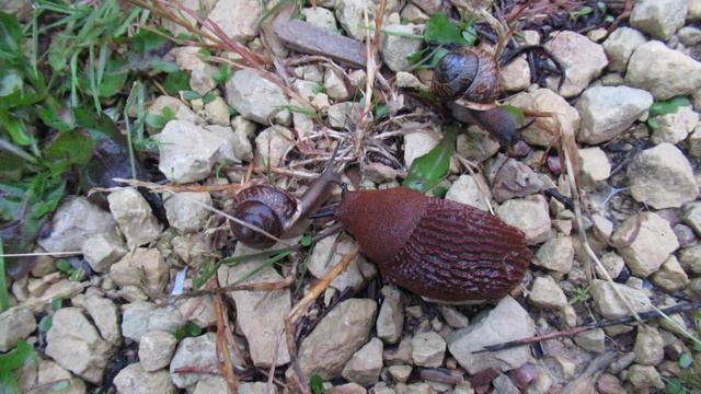 Улитка бодается с красным слизнем смотреть онлайн